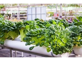 香港六马宝典大全正版资料